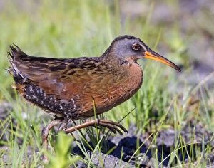 Virginia Rail - adult walking on the ground in an inland fre