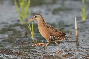 Virginia Rail - June - Connecticut - USA