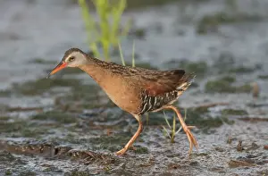 Virginia Rail - June - Connecticut - USA