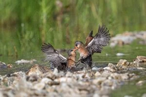 Virginia Rails fighting in beaver pond