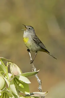 Virginia's Warbler Wyoming, USA