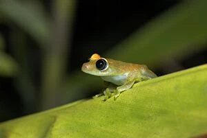 Viridian Tree Frog - endemic