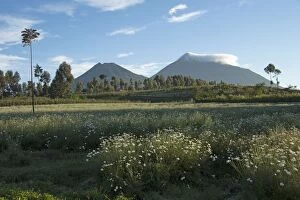 Images Dated 30th December 2010: Virunga Mountains Volcanoes National Park - garden