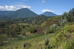 Images Dated 30th December 2010: Virunga Mountains Volcanoes National Park - garden crops