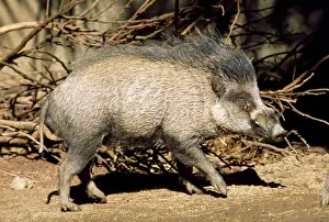 Pigs Prints: Visayan Warty Pig - male - central Philippines