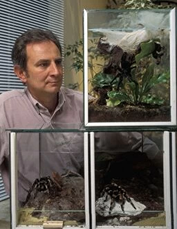 Cages Gallery: Vivarium / Terrariums - Man observing Tarantula