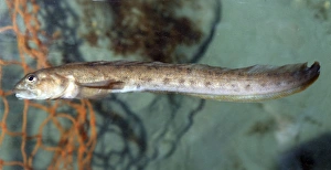 Images Dated 17th October 2008: Viviparous Blenny Fish - cool coastal waters, North Sea, Baltic and Scandinavia