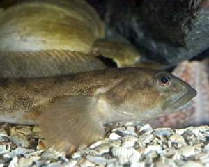 Images Dated 17th October 2008: Viviparous Blenny Fish - cool coastal waters, North Sea, Baltic and Scandinavia