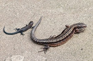 Images Dated 21st July 2010: Viviparous Lizard - with young - resting on stone - taken under controled conditions