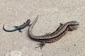 Rest Prints: Viviparous Lizard - with young - resting on stone - taken under controled conditions - Lincolnshire - UK