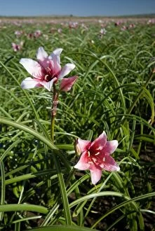 Images Dated 22nd September 2006: Vlei Lilies - occur in temporary pools in grassland. Rare and localised in Eastern Cape