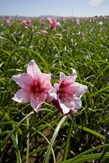 Vlei Lily - occur in temporary pools in grassland