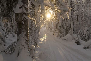 No People Gallery: vogelhuisje, birdhouse on a tree in a winter landscape with sun rays in Sweden Date: 17-01-2021