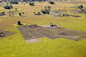 Images Dated 29th April 2006: vol au dessus de la Zambie. Entre Chingola et le marais de Bangweuleu Champ de taro vrai ou