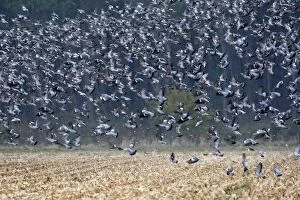 Images Dated 4th November 2007: vol de palombes ou pigeon ramier. Landes. 40. France