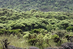 Images Dated 13th May 2008: Volcanic Crater - Los Gemelos (The Twins) - on the island of Santa Cruz - Galapagos Islands