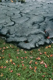 Eruption Prints: Volcano Lava flow moving into garden, Kalapana, Hawaii