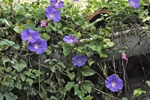 Volubilis / Morning Glory - close-up. France family convolvulacees