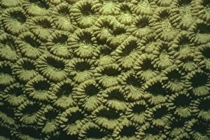 VT-1405 Honeycomb Coral - Polyps