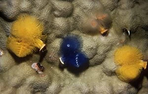 VT-1615 Christmas Tree Worms / Sprial Gill Worm - on coral (Porites lutea)