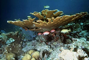 VT-2350 Staghorn / Elkhorn Coral