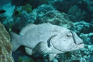 VT-2681 Cleaner Fish - on Coral Cod
