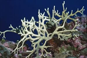 VT-4847 Fire Coral - hard coral, stinging