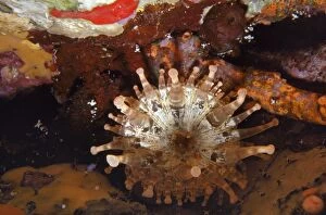 VT-4888 Corallimorpharian Cave Anemone - nocturnal