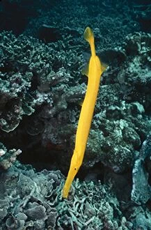 VT-5368 Trumpet Fish - In hunting position