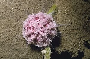 Vt-6227 Flower Urchin - Toxic