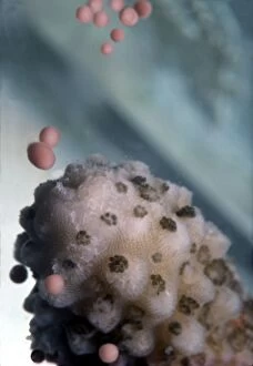 VT-8177 Staghorn CORAL - spawning. Egg and sperm bundles leaving coral