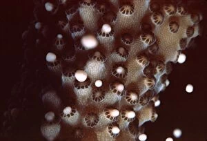 VT-8179 Staghorn CORAL - spawning. Egg and sperm bundles leaving coral