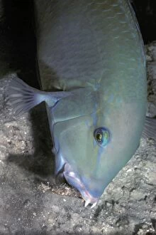 VT-8197 Blackspot Tuskfish / Green Wrasse - foraging