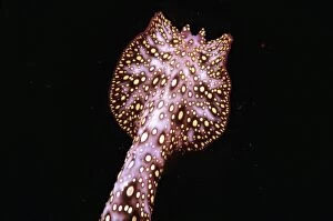 VT-8361 Unidentified animal - Photographed in 1965 at night this creature possibly a worm or nudibranch has never been
