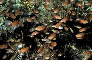 VT-8453 CARDINAL fish - These schooling fish use spiny sea urchins (Echinothrix diadema) as protection against predators