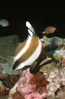 VT-8456 Pennant / Horned BANNERFISH / Threeband Pennantfish / Horned Coralfish - lives around coral caves
