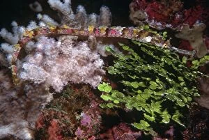 VT-8545 Ornate Pipe fish - Hiding in soft coral and calcaeous algae