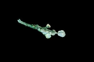 VT-8551 Ghost Pipe fish - at night swimming over black sand
