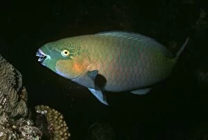 VT-8714 Parrotfish - A male Parrotfish releasing sand from its gills after eating coral to absorb the algae