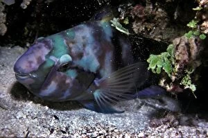 VT-8717 Parrotfish - sleeping in the safety of its sand spotted mucus cocoon