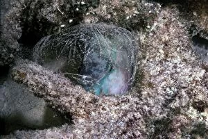 VT-8718 Parrotfish - sleeping in the safety of its sand spotted mucus cocoon
