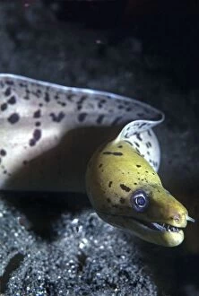 VT-8727 Moray eel - a meter in length this moray showed great curiosity pushing his mouth against the camera lens