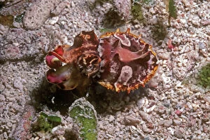 VT-8750 Flamboyant cuttlefish - photographed in an isolated area of Papua New Guinea because of its unusual behavour