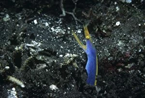 VT-8754 Blue Ribbon Eel - lives in sandy areas in the central western Pacific and the western Indian Ocean