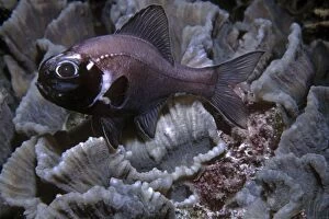 VT-8766 Flashlight Fish - these fish have a symbiotic bacterium that produces the light as a byproduct of metbolsim