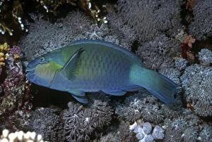 VT-8771 Bridled Parrotfish - male feeding on coral