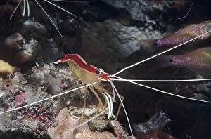 VT-8781 Humpback / White-striped Cleaner Shrimp - lives in groups and has been observed cleaning fish