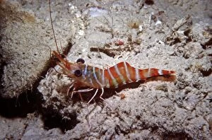VT-8782 Hinge-beaked Prawn - Found in coral rubble at night