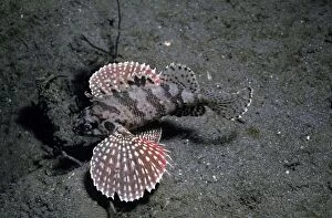 VT-8799 Buttetfly Wing Scorpionfish