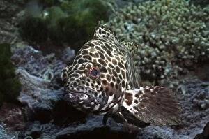 VT-8805 Honeycomb cod - common along most coral reefs